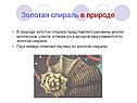 Золотая спираль в природе
