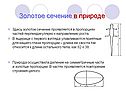 Золотое сечение в природе