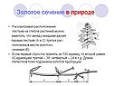 Расположение листьев на стебле растений