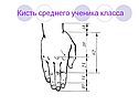 Кисть среднего ученика класса
