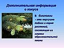 Дополнительная информация о конусе