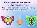 Симметрия в мире насекомых