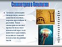 Симметрия в биологии