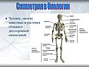Человек, многие животные и растения обладают двусторонней симметрией