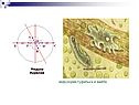 Инфузория-туфелька и амёба