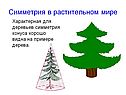 Симметрия в растительном мире