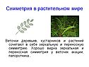 Симметрия в растительном мире