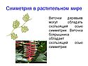 Симметрия в растительном мире