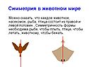 Симметрия в животном мире