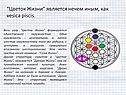 Цветок жизни