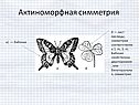 Актиноморфная симметрия