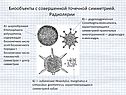 Биообъекты с совершенной точечной симметрией