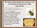 Соты