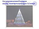 Ель конусная лесная