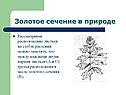 Золотое сечение в природе