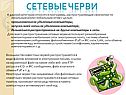 Сетевые черви