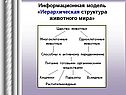 Информационная модель «Иерархическая структура животного мира»