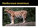 Необычные животные