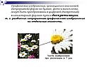 Графические изображения
