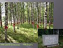 900 дней блокады – 900 берёз