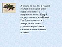 Обычай новогодней елки ведет свое начало с петровской эпохи