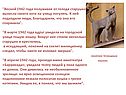 Памятник блокадным кошкам