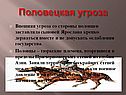 Половецкая угроза