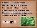 Папирус