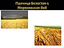 Пшеница Безостая-1 Мироновская-808