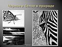 Черное и белое в природе