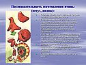 Последовательность изготовления птицы (петух, индюк):