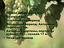 Общая характеристика