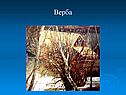 Верба