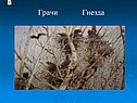 Грачи прилетели