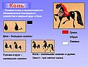 Конь