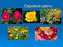 Садовые цветы