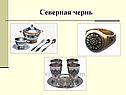 Северная чернь