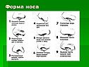 Форма носа