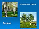 Берёза