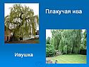 Плакучая ива