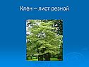 Клён – лист резной