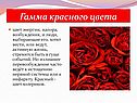 Гамма красного цвета