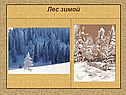 Зимний лес