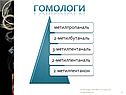 Гомологи