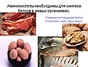 Аминокислоты необходимы для синтеза белков в живых организмах