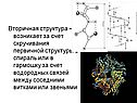 Вторичная структура – возникает за счет скручивания первичной
