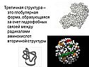 Третичная структура – это глобулярная форма