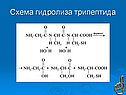 Схема гидролиза трипептида