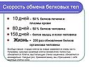 Скорость обмена белковых тел