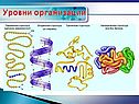 Уровни организации